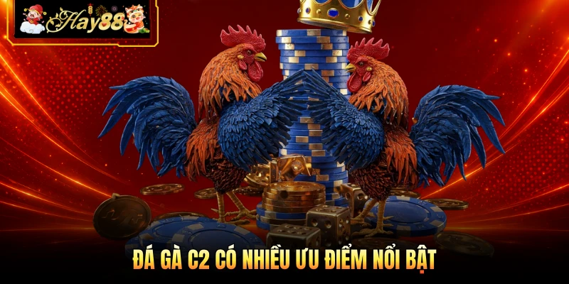 Đá gà C2 có nhiều ưu điểm nổi bật